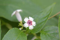 ヘクソカズラ　花　アカネ科　東京都 [MAS110006963]