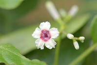 ヘクソカズラ　花　アカネ科　東京都 [MAS110006964]