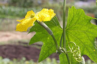 ヘチマ　雌花　神奈川県 [MAS110006967]