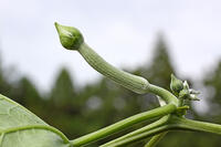 ヘチマ　雌花のつぼみ　神奈川県 [MAS110006968]