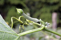 ヘチマ　雌花のつぼみ　神奈川県 [MAS110006969]