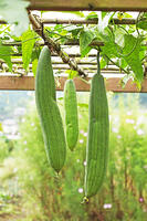 ヘチマ　実　神奈川県　相模原市 [MAS110006971]