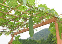 ヘチマ　実　神奈川県　相模原市 [MAS110006978]