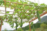 ヘチマ　実　神奈川県　相模原市 [MAS110006979]