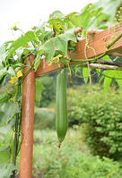 ヘチマ　実　神奈川県　相模原市 [MAS110006980]