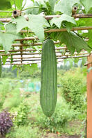 ヘチマ　実　神奈川県　相模原市 [MAS110006982]