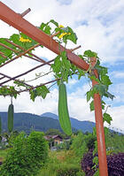 ヘチマ　実　神奈川県　相模原市 [MAS110006983]