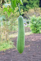 ヘチマ　実　神奈川県　相模原市 [MAS110006985]