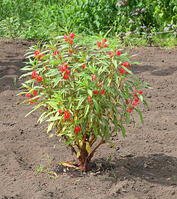 ヘチマ　実　神奈川県　相模原市 [MAS110006986]