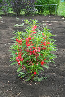 ホウセンカ　花　神奈川県　相模原市 [MAS110006987]