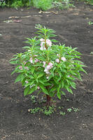 ホウセンカ　花　神奈川県　相模原市 [MAS110006988]