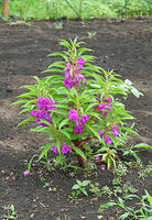 ホウセンカ　花　神奈川県　相模原市 [MAS110006989]