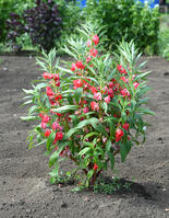 ホウセンカ　花　神奈川県　相模原市 [MAS110006992]