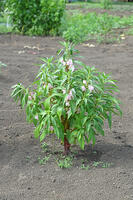 ホウセンカ　花　神奈川県　相模原市 [MAS110006993]