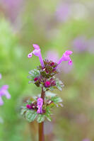 ホトケノザ　花　シソ科　神奈川県 [MAS110006994]
