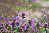 ホトケノザ　花　シソ科　神奈川県 [MAS110006997]