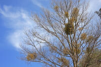 ヤドリギ　群馬県　長者原町 [MAS110007003]