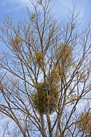 ヤドリギ　群馬県　長者原町 [MAS110007005]