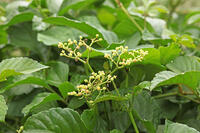 ヤブガラシ　神奈川県　相模原市 [MAS110007006]