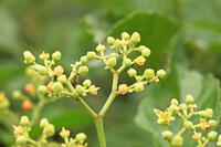 ヤブガラシ　神奈川県　相模原市 [MAS110007007]