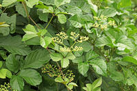 ヤブガラシ　神奈川県　相模原市 [MAS110007008]