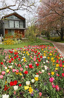 春の花壇　東京都　杉並区 [MAS110007011]