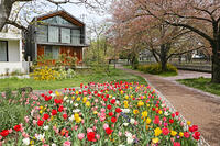 春の花壇　東京都　杉並区 [MAS110007012]