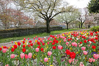 春の花壇　東京都　杉並区 [MAS110007014]