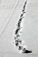 雪まくり　新潟県　湯沢町 [MAS110007316]