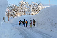 雪の登校　新潟県　十日町市 [MAS110007349]