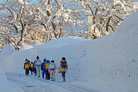 雪の登校　新潟県　十日町市 [MAS110007350]