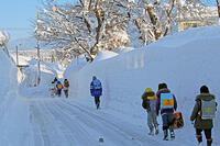 雪の登校　新潟県　十日町市 [MAS110007351]