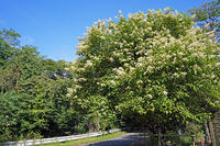 ノリウツギ　花　アジサイ科　群馬県　下仁田町 [MAS110007397]