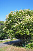 ノリウツギ　花　アジサイ科　群馬県　下仁田町 [MAS110007398]