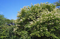 ノリウツギ　花　アジサイ科　群馬県　下仁田町 [MAS110007399]