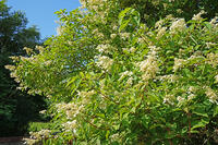 ノリウツギ　花　アジサイ科　群馬県　下仁田町 [MAS110007400]
