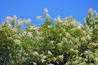 ノリウツギ　花　アジサイ科　群馬県　下仁田町 [MAS110007401]
