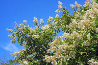 ノリウツギ　花　アジサイ科　群馬県　下仁田町 [MAS110007402]