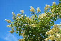 ノリウツギ　花　アジサイ科　群馬県　下仁田町 [MAS110007403]