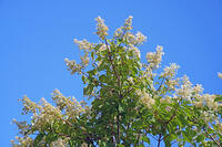 ノリウツギ　花　アジサイ科　群馬県　下仁田町 [MAS110007404]
