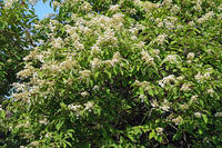 ノリウツギ　花　アジサイ科　群馬県　下仁田町 [MAS110007405]