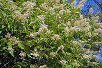 ノリウツギ　花　アジサイ科　群馬県　下仁田町 [MAS110007407]