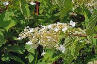 ノリウツギ　花　アジサイ科　群馬県　下仁田町 [MAS110007408]