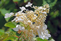 ノリウツギ　花　アジサイ科　群馬県　下仁田町 [MAS110007409]