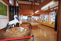 兵庫県立コウノトリの郷公園　コウノトリ文化館の展示　兵庫県　豊岡市 [MAS110009862]