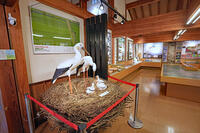 兵庫県立コウノトリの郷公園　コウノトリ文化館の展示　兵庫県　豊岡市 [MAS110009863]