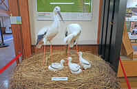 兵庫県立コウノトリの郷公園　コウノトリ文化館の展示　兵庫県　豊岡市 [MAS110009866]