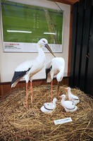 兵庫県立コウノトリの郷公園　コウノトリ文化館の展示　兵庫県　豊岡市 [MAS110009867]