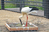 兵庫県立コウノトリの郷公園　飼育用ゲージで偽卵を温めるコウノトリ　兵庫県　豊岡市 [MAS110009872]