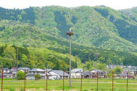 兵庫県立コウノトリの郷公園　人工巣塔で子育て中ノコウノトリ　兵庫県　豊岡市 [MAS110009880]